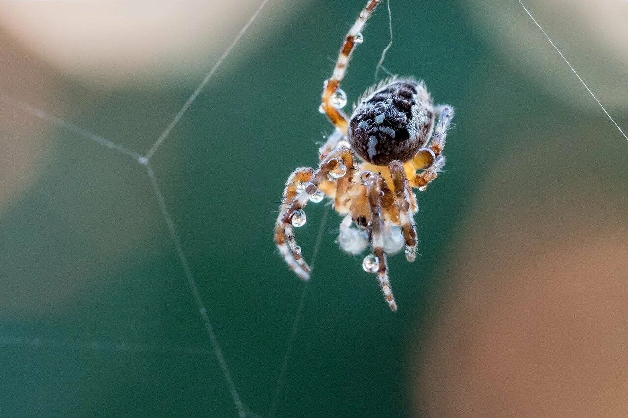 Паук крестовик черный. Araneus diadematus - крестовик. крестовик сибирский паук сибирский. садовый паук (araneus diadematus. паук крестовик самка.