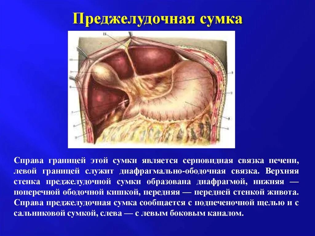 Винслово отверстие. Печеночная сумка преджелудочная сумка сальниковая сумка. Печеночная преджелудочная и сальниковая сумки. Сальниковая сумка анатомия стенки. Преджелудочная сумка топографическая анатомия.