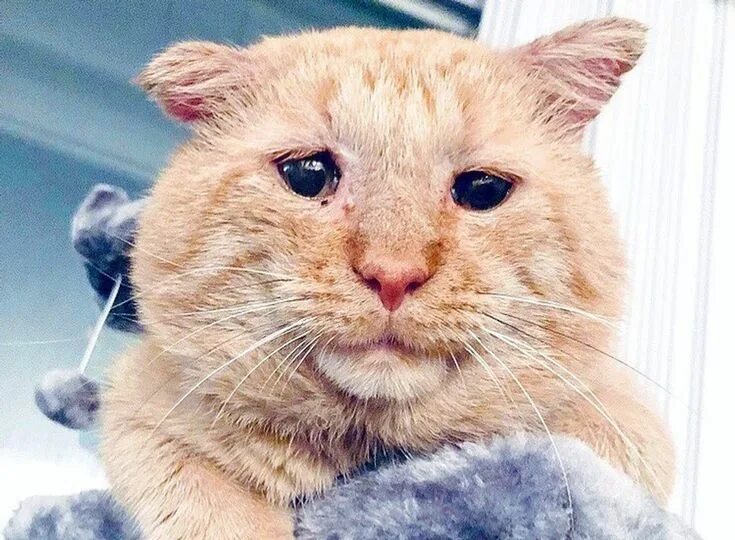 Кошка взорвалась