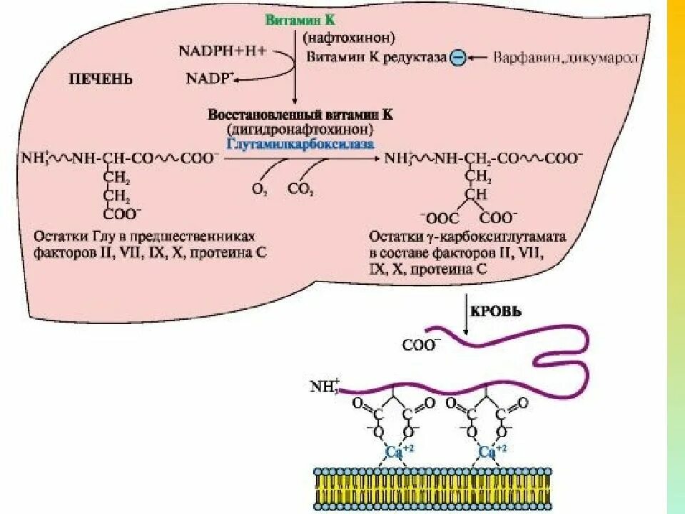 Свертывание крови печень. Витамин к зависимые факторы свертывания крови синтезируются. Витамин к свертываемость крови схема. Роль витамина к в свертываемости крови. Роль витамина к в процессах свертывания крови.