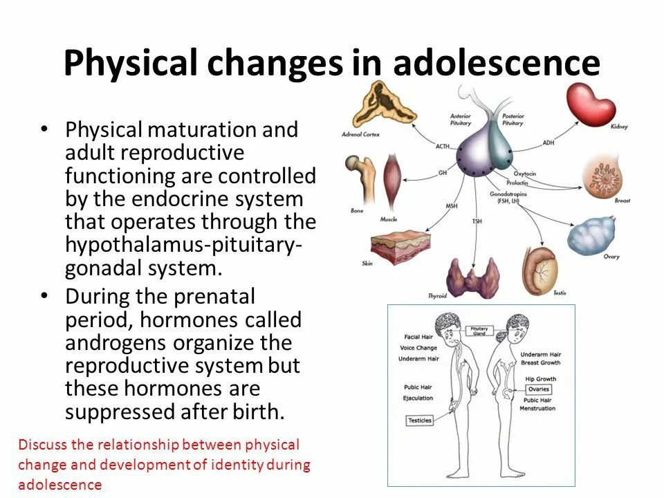 Physical development is. Physical changes adolescence. physical changes in adolescence. physical development of adolescence. what is adolescence.