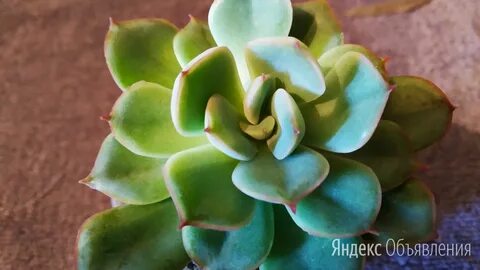 Echeveria berkeley light