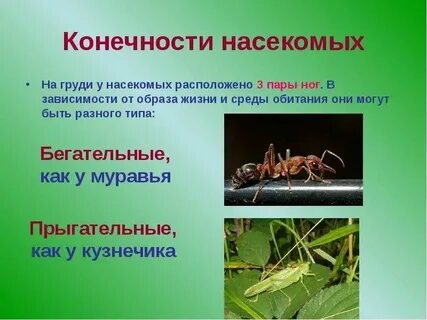 Образ жизни и особенности строения