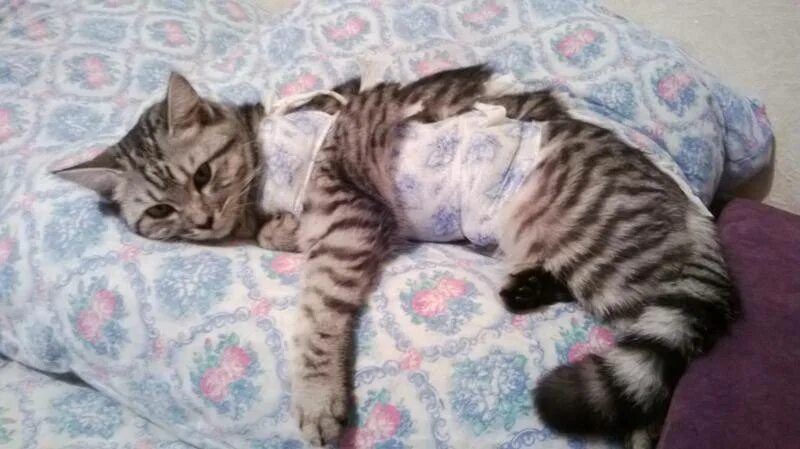 Сколько кошка отходит от наркоза. Кошка после стерилизации много спит. кошка в отходит после стерилизации. кот после наркоза долго спит.