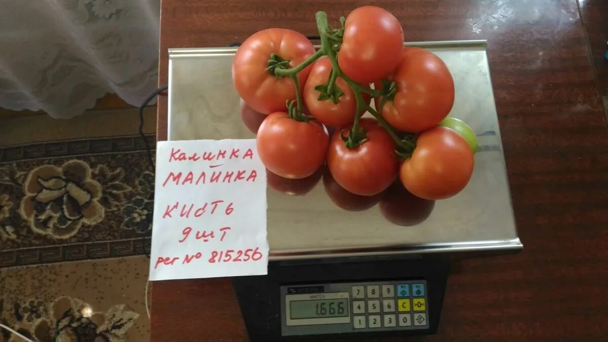 Помидоры малинка описание сорта. Помидоры калинка малинка. томат малинка. томат калинка малинка описание. калинка-малинка помидор описание сорта.