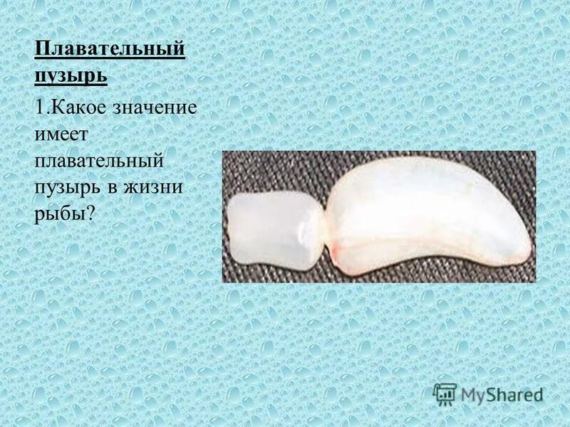 механизм работы плавательного пузыря. функции плавательного пузыря у рыб. строение плавательного пузыря у рыб. плавательный пузырь лучеперых рыб. плавательный пузырь у рыб.