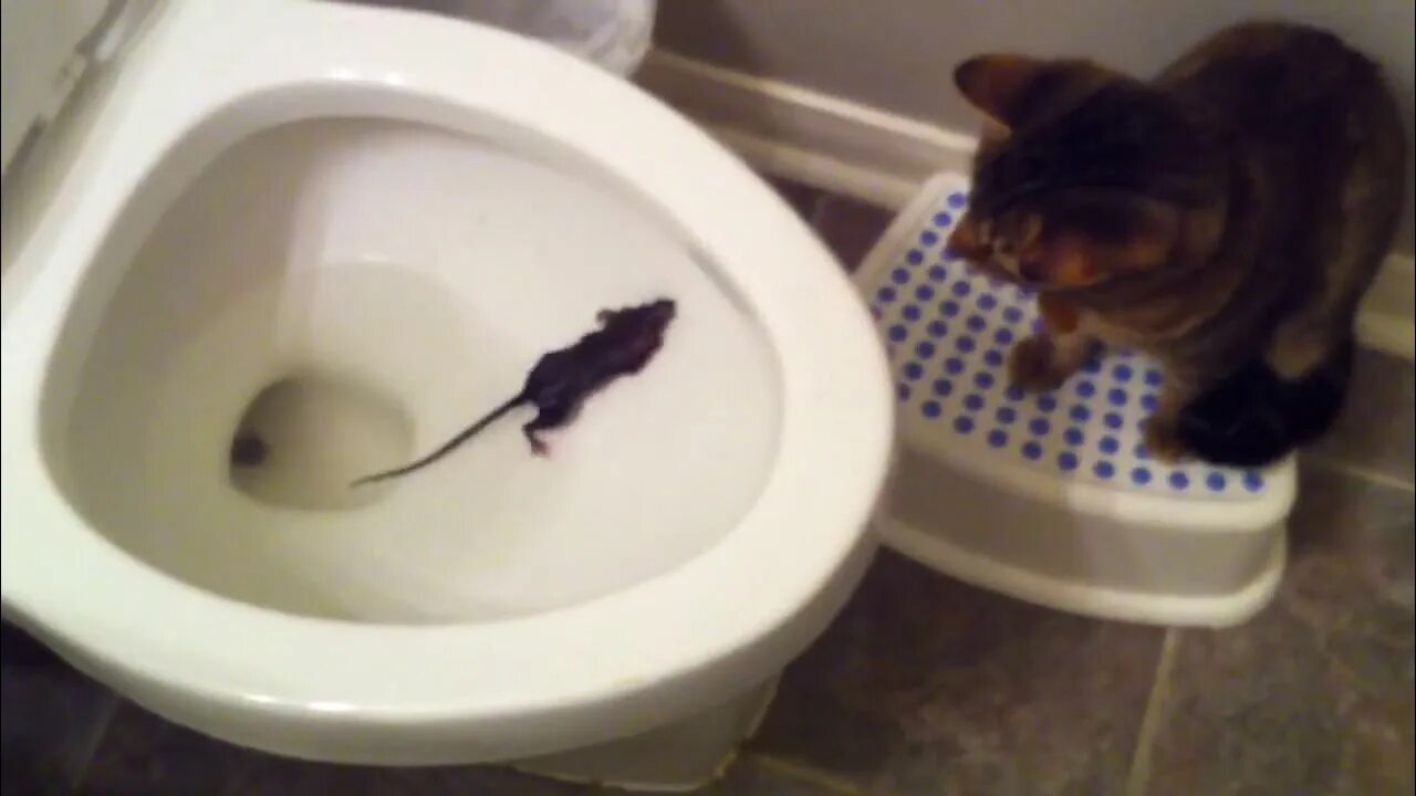 Крыса канализационные в туалете. Животные на унитазе. Крыса в унитазе. Крыса в унитазе. Крыса в унитазе.