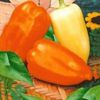 Dream peppers