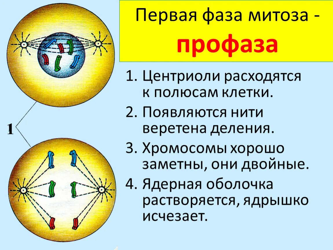 Расхождение центриолей с образованием веретена деления