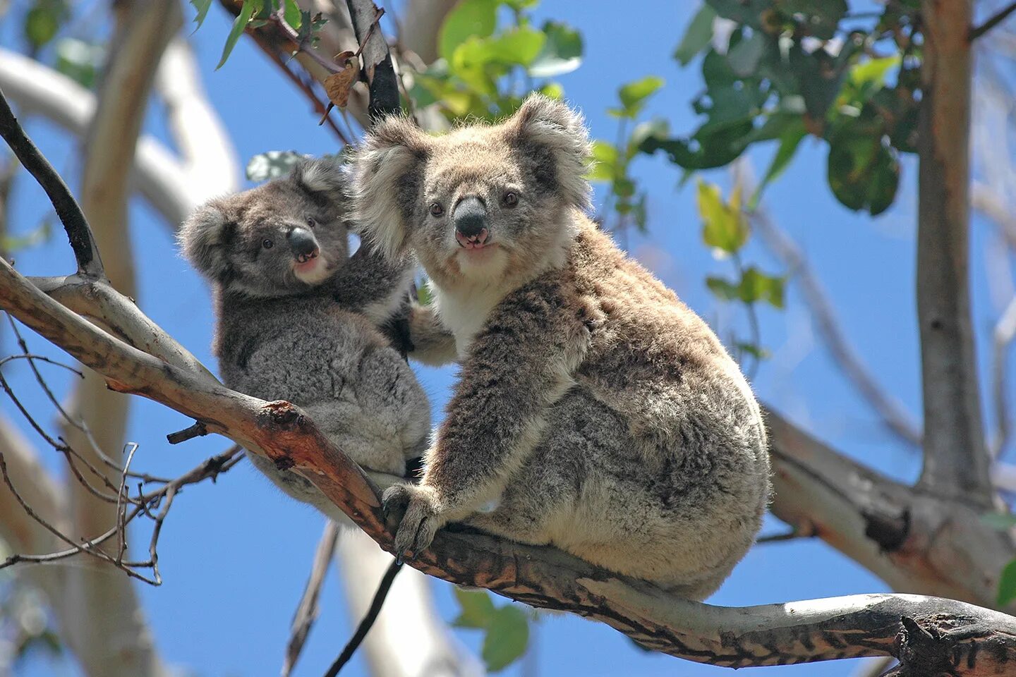 Дикая коала. Коала сумчатое. Австралия фауна коала. Сумчатые кенгуру. Коала парк в Австралии.