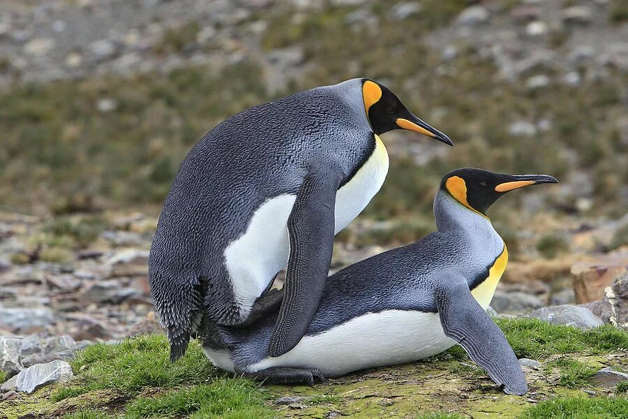 Mating type. Mating type