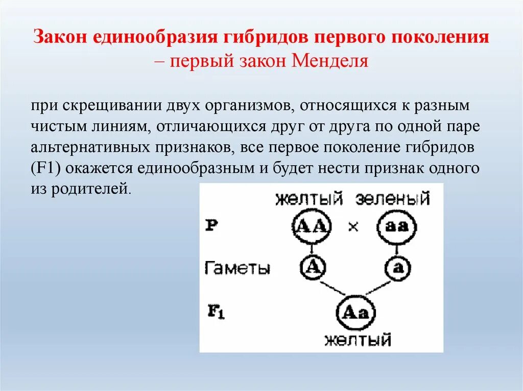 Гибриды второго поколения. Закон единообразия первого поколения Менделя. Закон единообразия гибридов первого поколения. Правило единообразия первого поколения гибридов 1 поколения. Сформулируйте 1 закон Менделя закон единообразия 1 поколения.