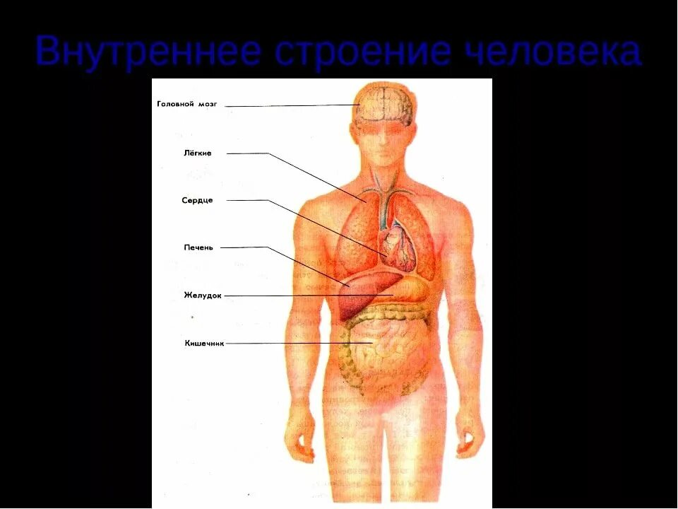 Фото строения человека 4 класс