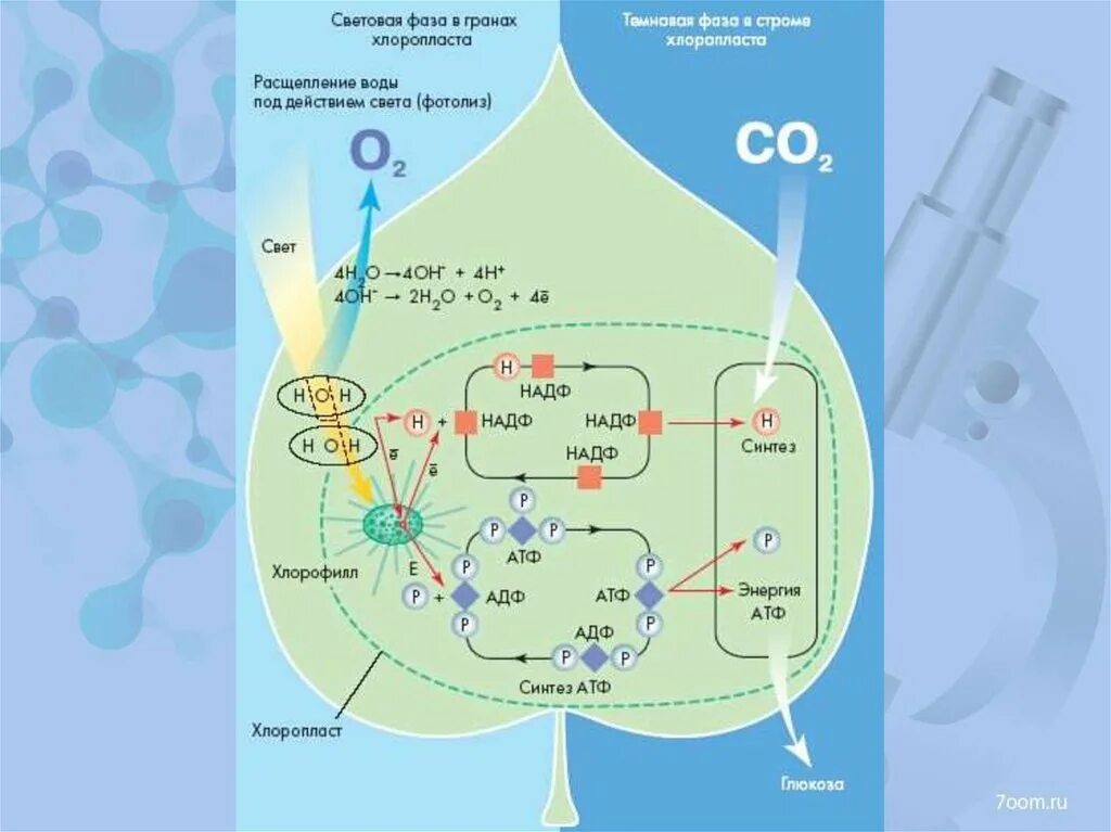 Световая фаза фотосинтеза схема. Схема фотосинтеза световая и темновая. Биосинтез углеводов-фотосинтез световая фаза темновая фаза. Схема световой и Темновой фазы фотосинтеза. Фотолиз воды в хлоропласте происходит в