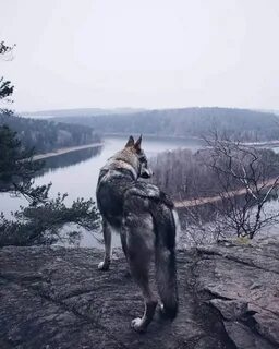 Волк уходил