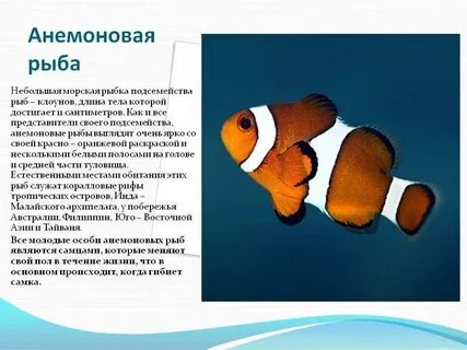 Рассказ про рыбку 1 класс