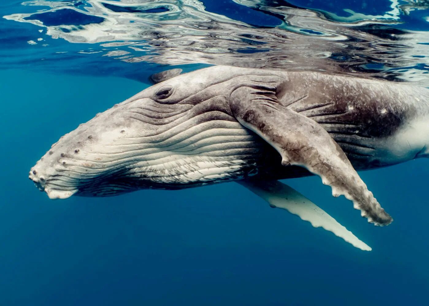 Небесный кит геншин. Киты спят. Киты спят. Киты в небе. Кит 52 герца.