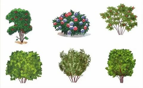 Деревья и кустарники в детском саду