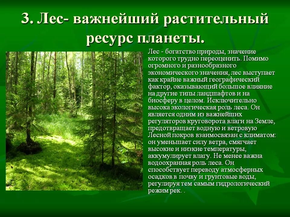 Лес презентация 4 класс плешаков. Доклад про лес. Рассказ о лесе. Рассказ о лесе 3 класс. Лес важнейший растительный ресурс.