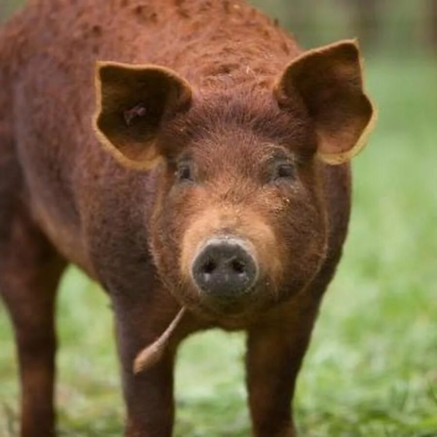 Red hog. Red wattle hog. red pig.