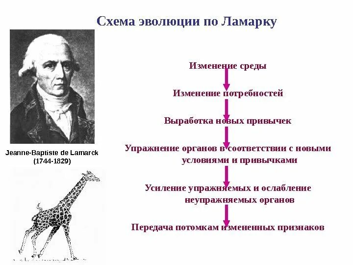 Объясните формирование четырех