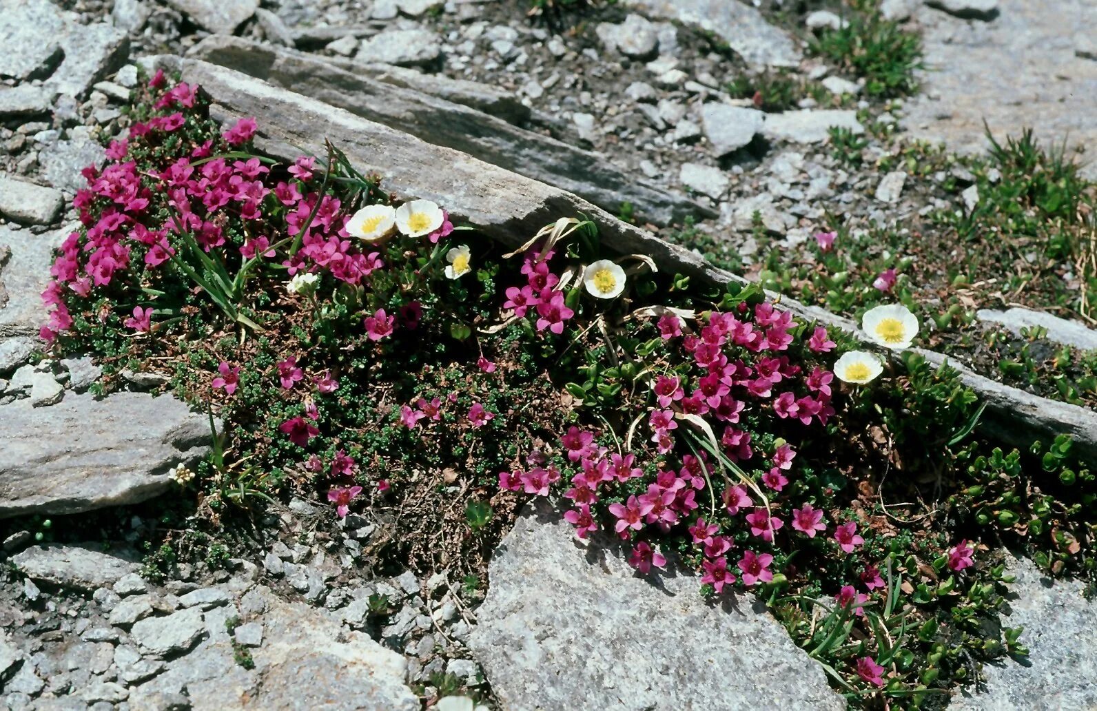 Камнеломка супротивнолистная. Камнеломка супротивнолистная (Saxifraga oppositifolia). Камнеломка Самоцветы. Камнеломка подушковидная. Садовые цветы камнеломка фото