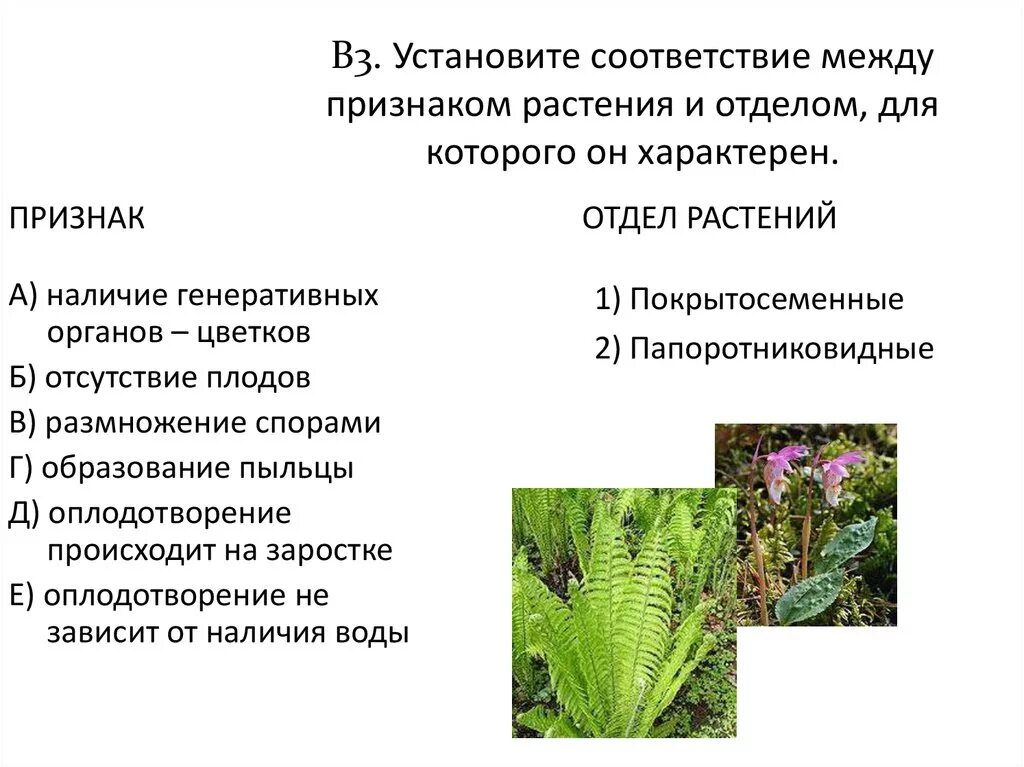 Приведите по три примера растений папоротниковидные. Установите соответствие между признаком растения и его отделом. Соответствие между и отделом растений, для которого он характерен.. Растения которые размножаются спорами. Установите соответствие между растениями и признаками.