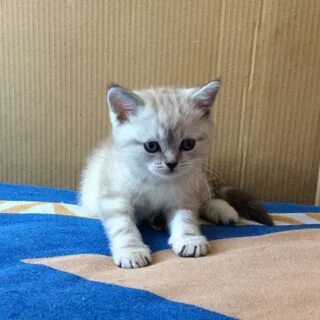 Авито котята новосибирск