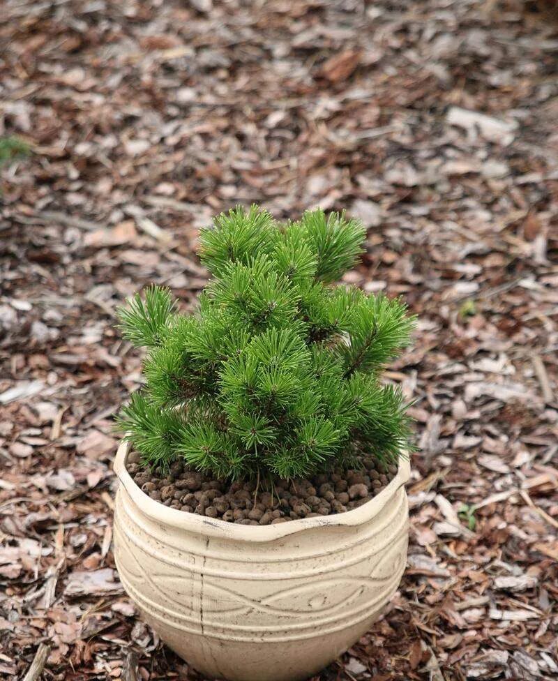 Pinus mugo Rositech. Сосна Горная Амбер Голд. Pinus mugo Litomyśl. Сосна Горная (сорт 'Orange Sun'). Хвойные недорого