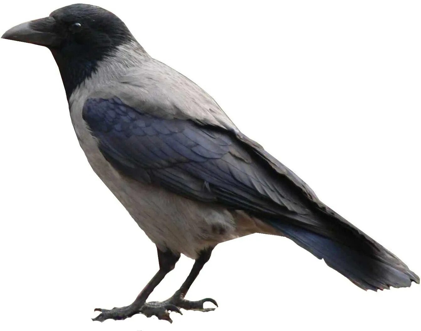 Картинка ворона для детей на прозрачном фоне. Ворворона на белом фоне. Ворона рисунок. Ворона. Ворона на белом фоне.