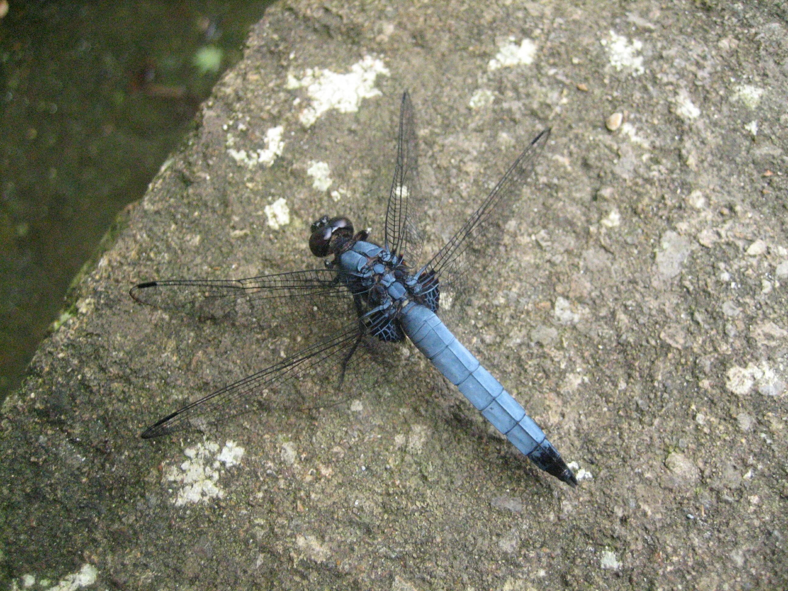 Бромо Драгонфлай. Голубая Стрекоза Orthetrum. Бромо Стрекоза. Bromo Dragonfly наркотик.