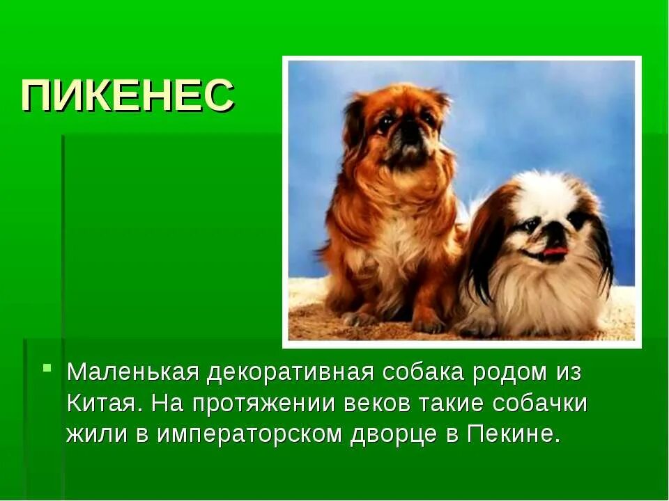 В императорском саду живет собака 9 глава. Декоративные собаки слайд. Декоративные собаки презентация. Проект о декоративных собак. Маленькая декоративная собака Родом из Китая.