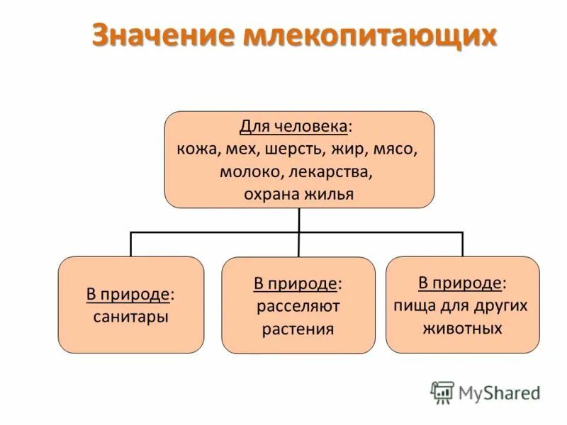 Характеристика млекопитающих. Роль млекопитающих в природе. Значение класса млекопитающие. Охотничье-промысловые животные. Млекопитающие в природе и жизни человека.