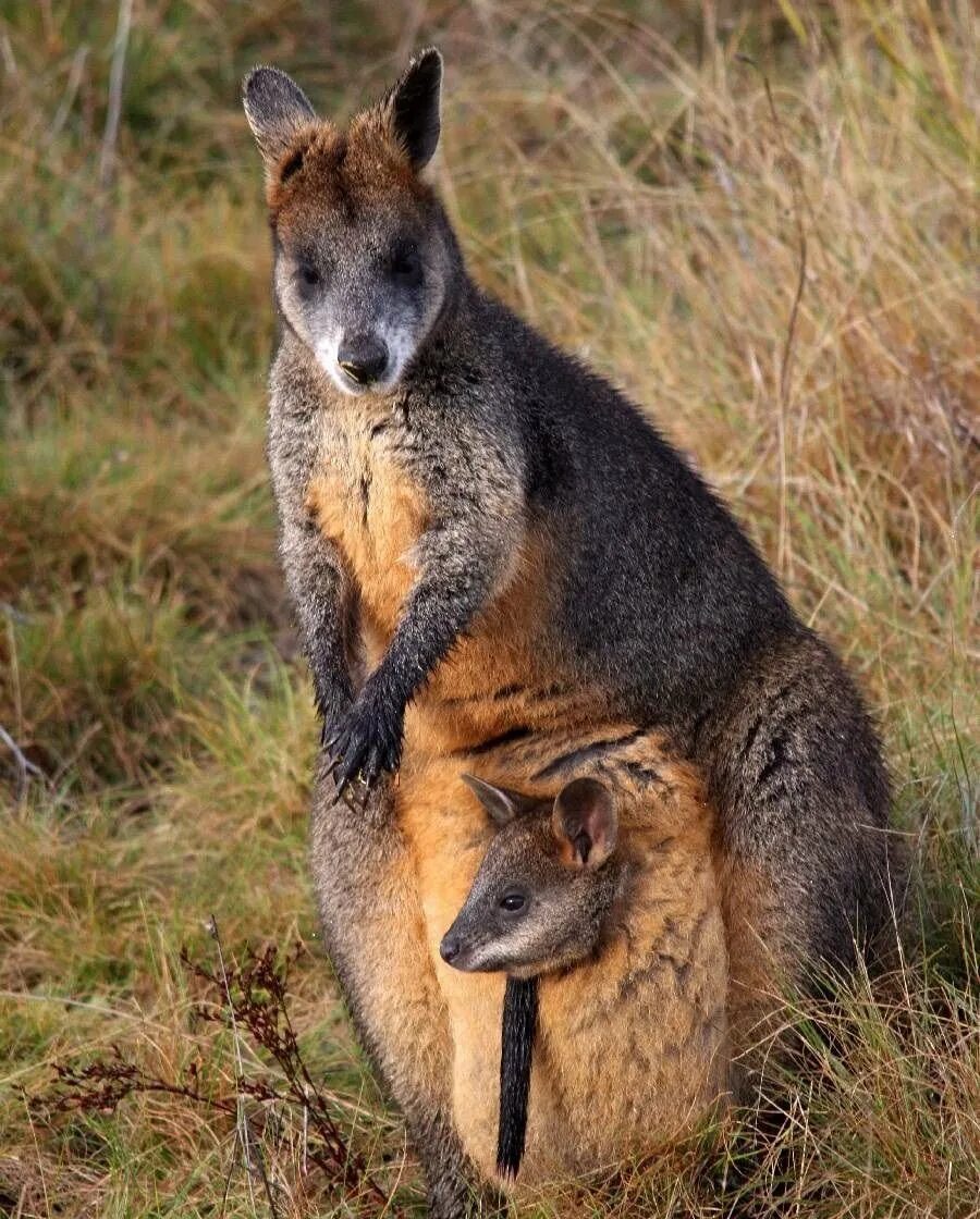 Кенгуру валлаби. Валлаби Австралия. Болотный валлаби. Сумчатые кенгуру.