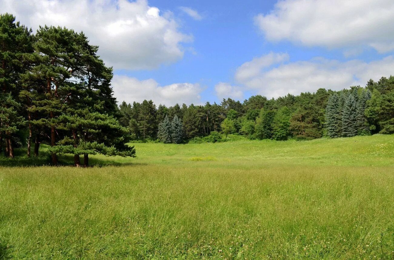 Хвойный карельский лес поляна. Лесная поляна (полянка) 1897. Поляна среди леса. Поляна среди леса. Поляна в лесу.