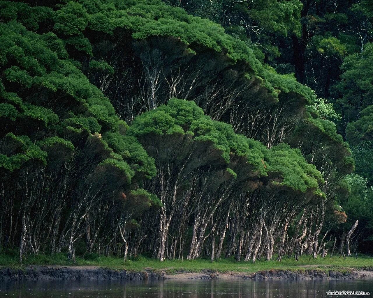 Dense forest