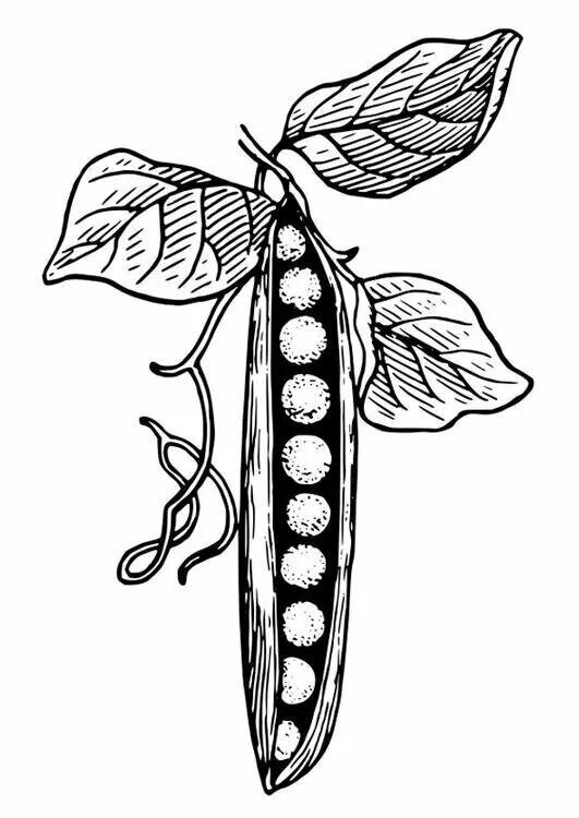 Горох раскраска. Горох раскраска для детей. Раскраска стручок фасоли для детей. Горох стилизация. Горох карандашом