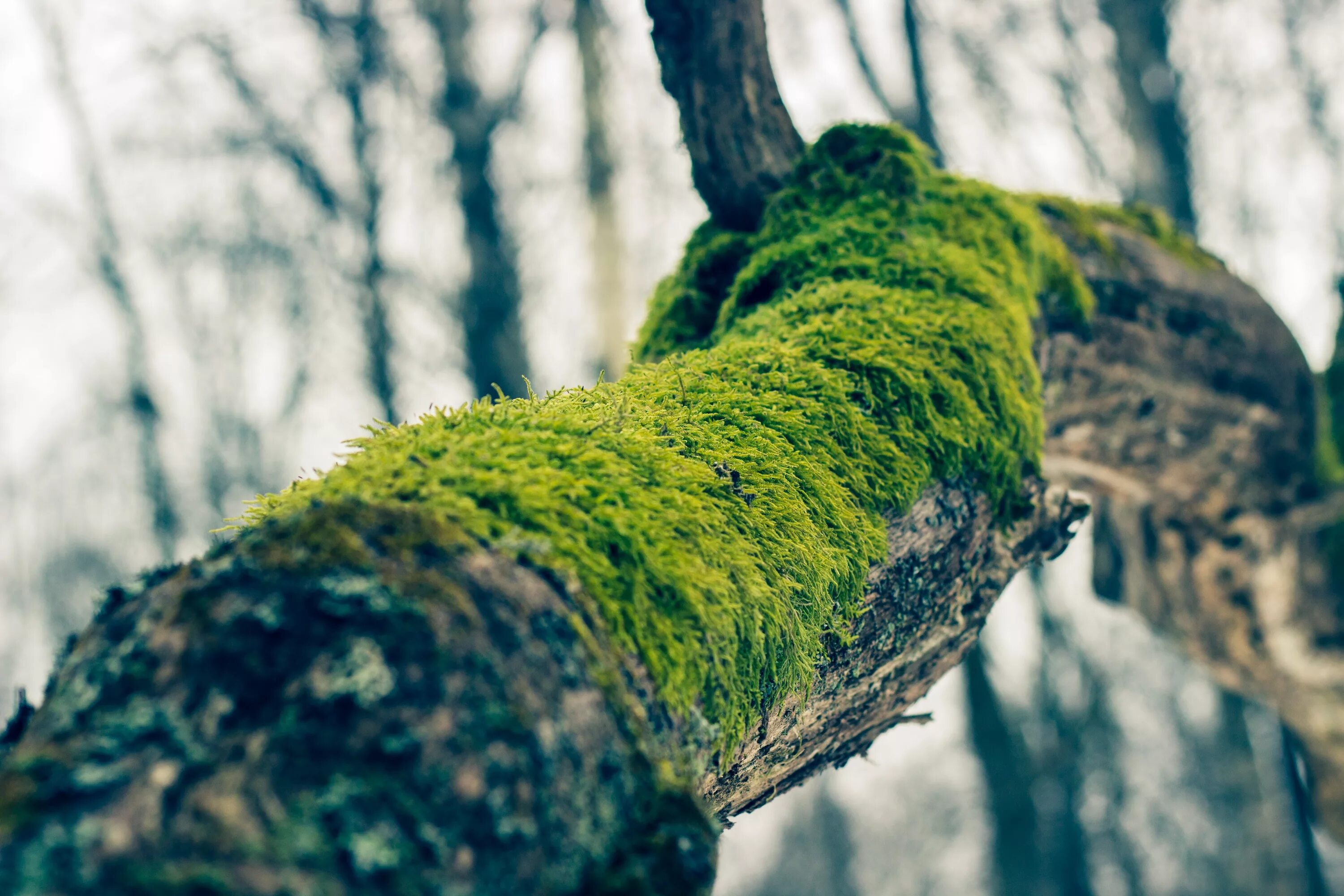 Branch details