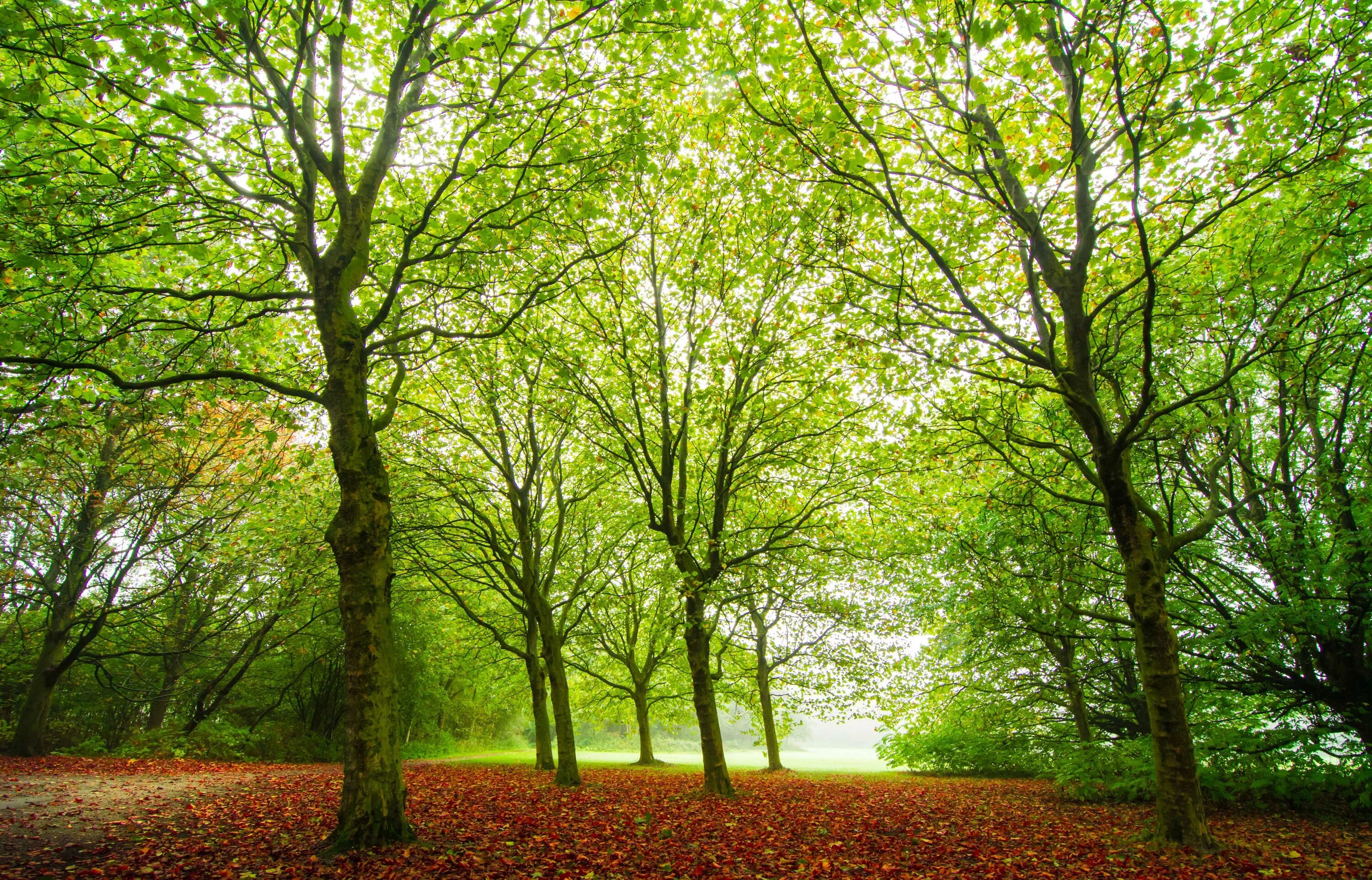 Natural tree. Природа деревья. Деревья в лесу. Фон дерево. Деревья леса.