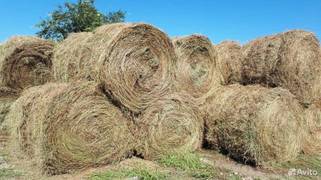 Продажа сена соломы. Сено в рулонах. Солома в рулонах. Сено Луговое в рулонах. Сено в рулонах и тюках.