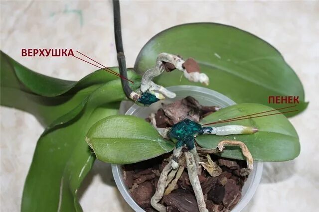 Черенкование орхидеи фаленопсис. Орхидея фаленопсис детка. Детки орхидеи фаленопсис. Деление орхидеи фаленопсис.