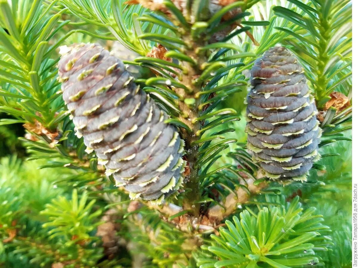 Пихта семенова. Пихта корейская семена. Пихта koreana schwedenkonig. Шишки от корейской пихты. Семена пихты корейской.