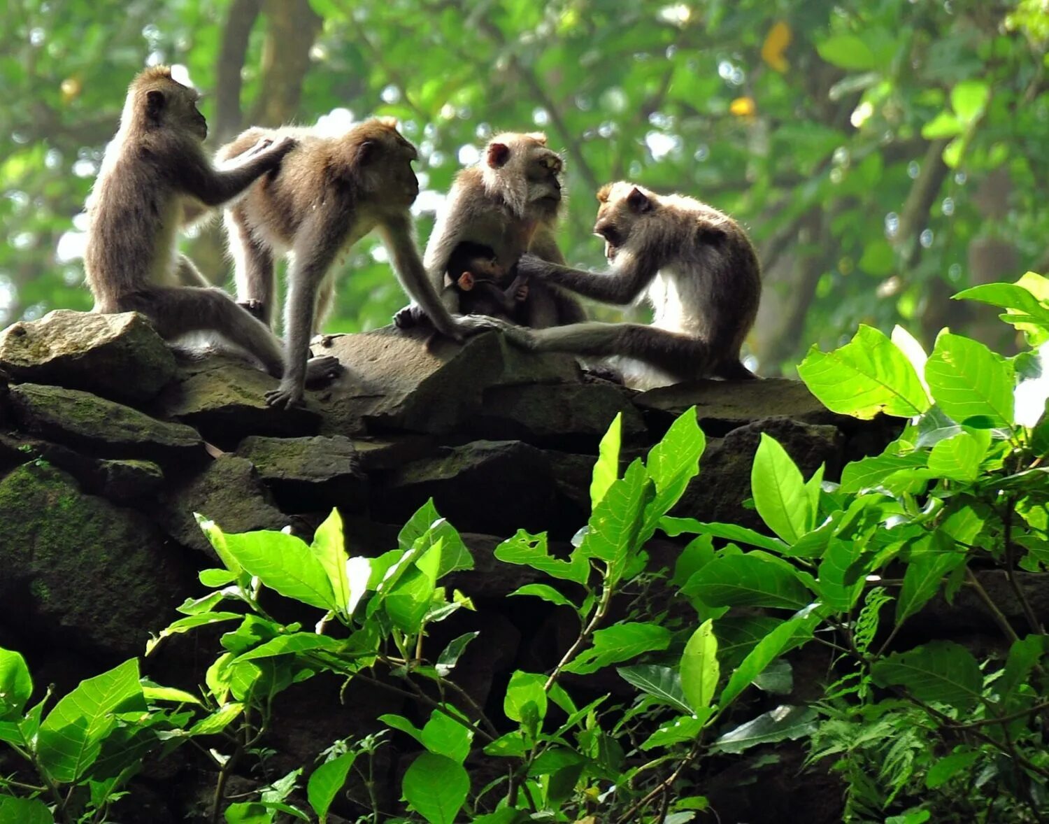 Обитание обезьян. Лес обезьян Бали. Обезьяны в джунглях. Мартышки в лесу. Лесная обезьяна.