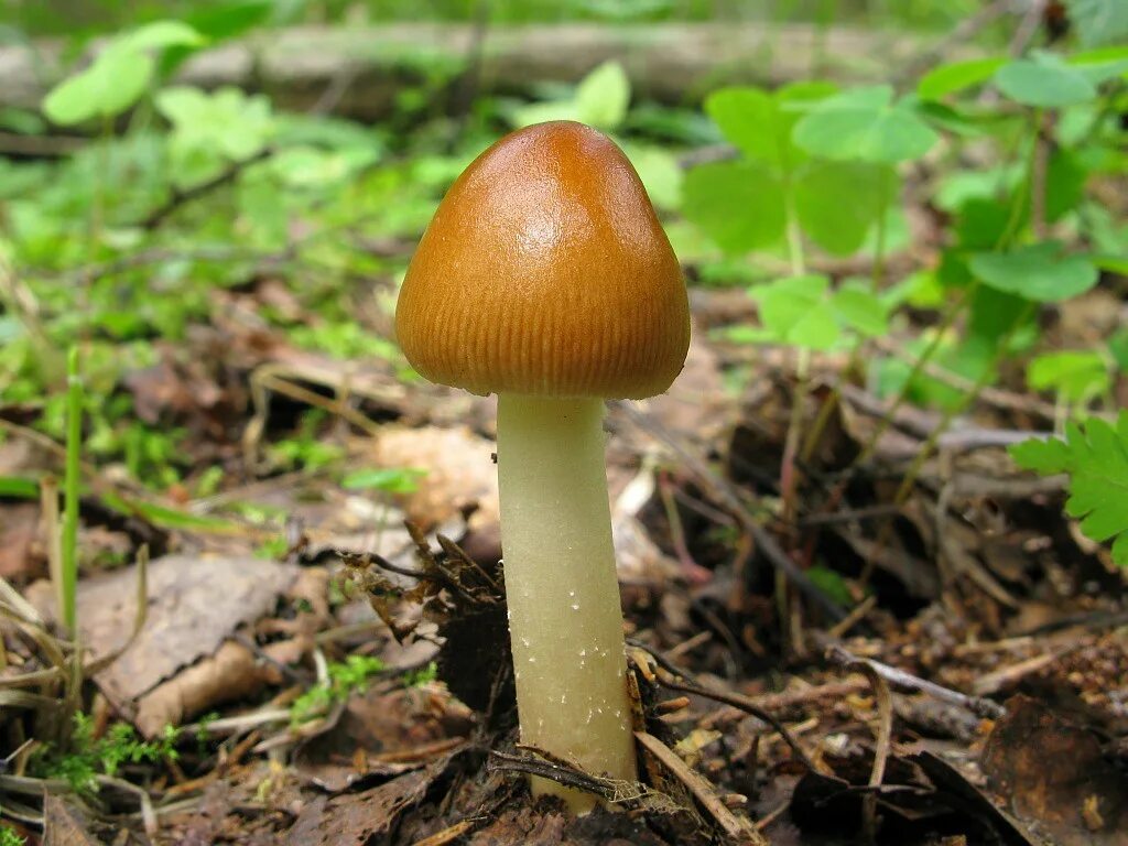 Amanita fulva гриб. Поплавок желто коричневый. Поплавок желто коричневый. Поплавок желто коричневый. Толкачики грибы.