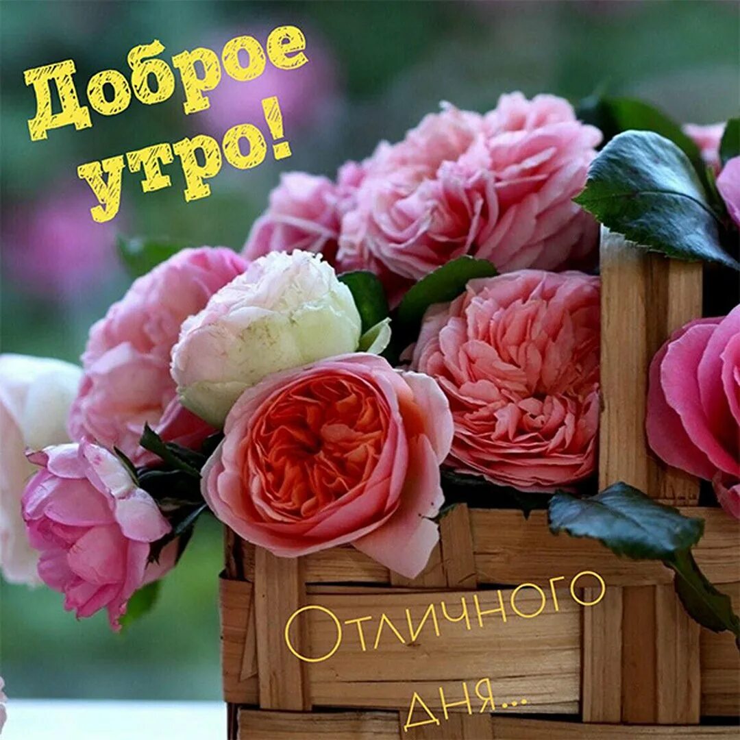 Доброе утро хорошего дня женщине цветы. С добрым утром цветы. отличного настроения цветы. доброе утро с цветами. добрые пожелания с цветами.