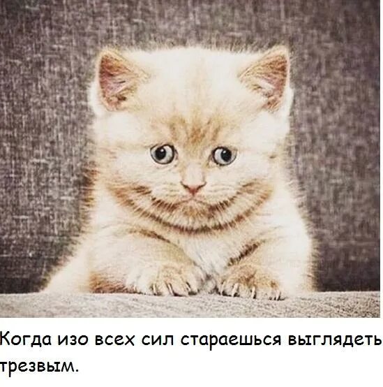 Картинка покажите пожалуйста. Картинка покажите пожалуйста