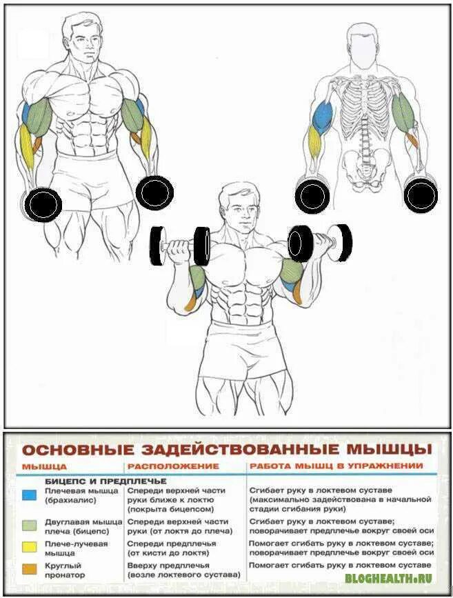 Сколько поднимает бицепс. Схема прокачки бицепса гантелями. схема накачки бицепса гантелями. упражнения на бицепс с гантелями подходы. схема тренировок подъёма на бицепс.
