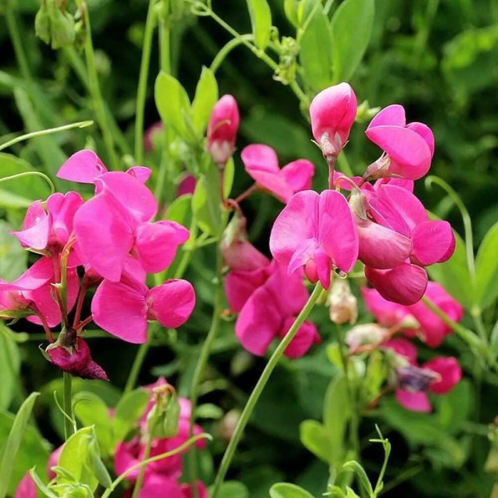 Чина многолетняя. Чина (Lathyrus). Чина клубневая (Lathyrus tuberosus l). Душистый горошек чина многолетник. Горошек многолетний (чина посевная декоративная).