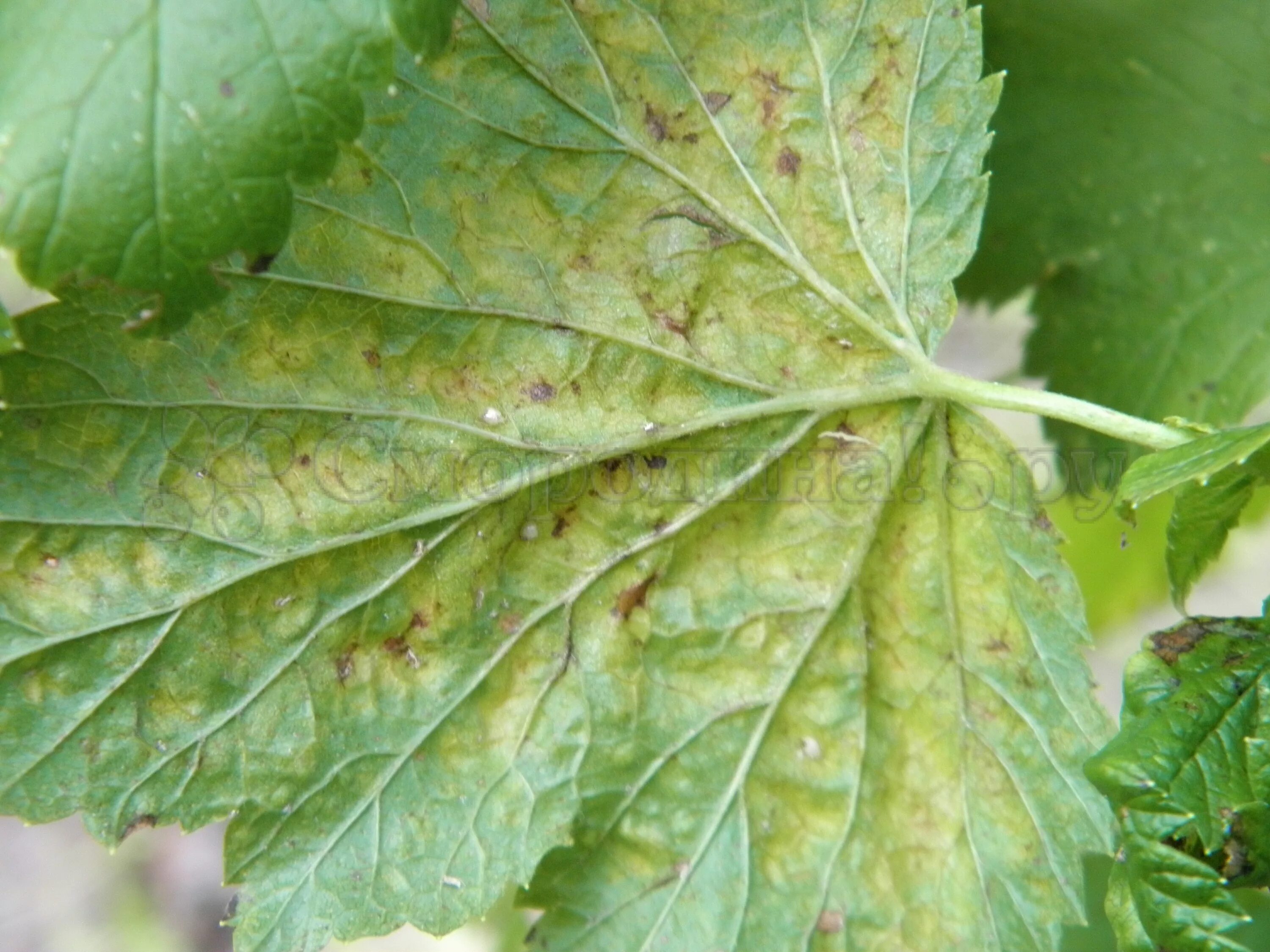 бокальчатая ржавчина смородины. вирусная мозаика смородины. септориоз красной смородины. болезни вредители смородины. болезни вредители смородины.