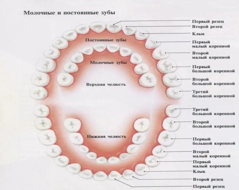 Почему выпадают зубы. Прорезывание коренных зубов у детей последовательность. как растут коренные зубы у детей схема. порядок выпадения молочных зубов у детей схема. схема молочных и постоянных зубов у детей.